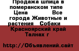 Продажа шпица в померанском типе › Цена ­ 20 000 - Все города Животные и растения » Собаки   . Красноярский край,Талнах г.